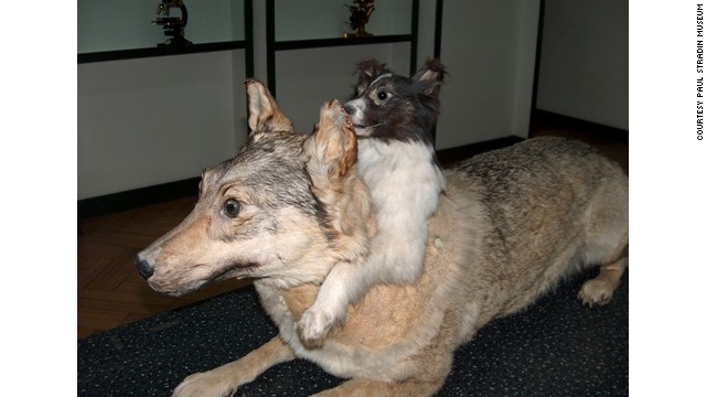 10 viện bảo t&agrave;ng y học kỳ dị nhất tr&ecirc;n thế giới